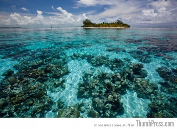coral-of-South Water Caye Belize-630x459
