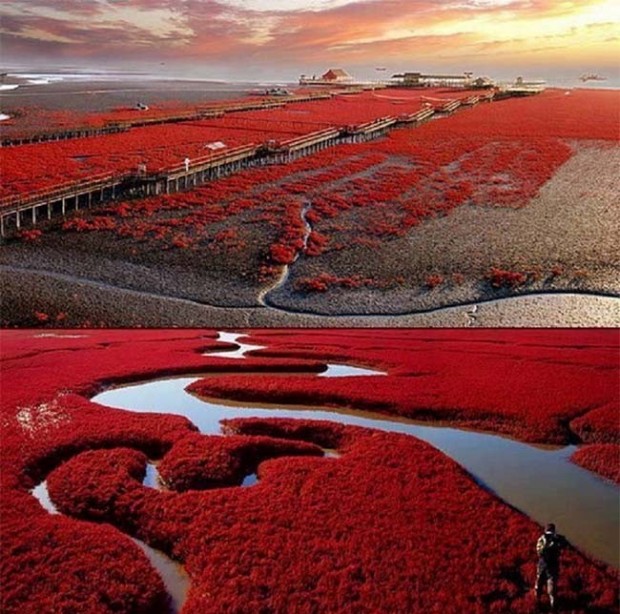 Panjin-Red-Beach-China-