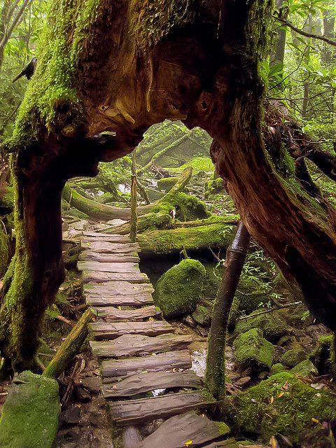 Primeval-Forest-Shiratani-Unsuikyo-Ravine-Japan.jpg
