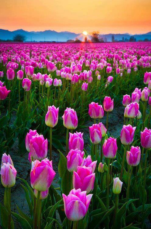 Tulip-Field-Sunset-Skagit-Valley-Washington.jpg