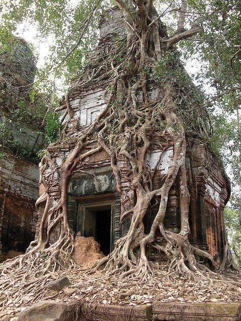 Koh-Ker-Tower-Tree-Cambodia.jpg