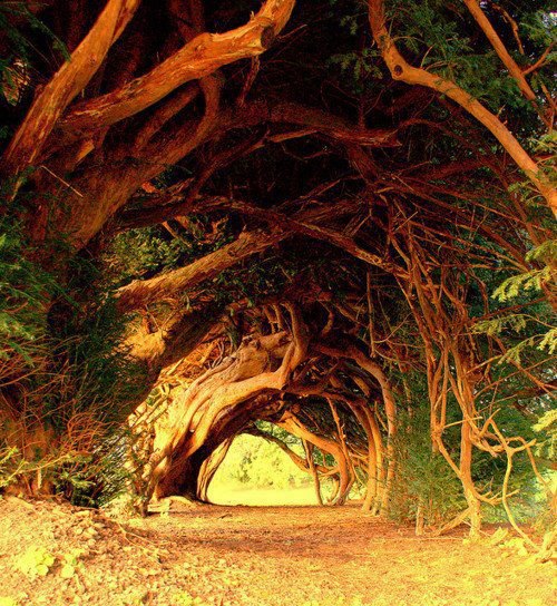 -1000 Year Old Yew Tree, West Wales
