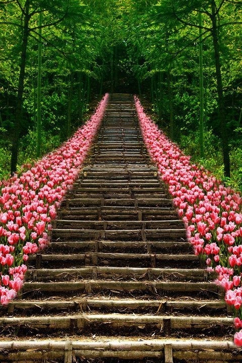 Path of Pink Tulips