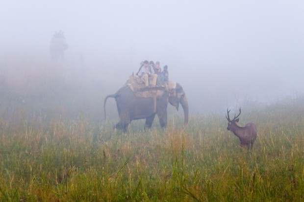Elephant Safari in Corbett National Park, India