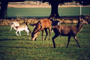 Richmond Park, London, UK