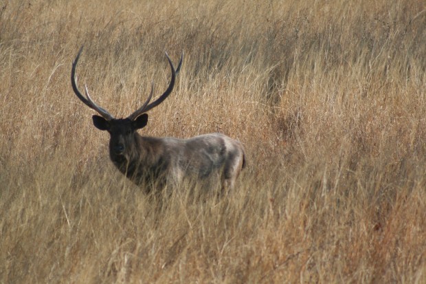 Sambar Deer in Panna National Park, India