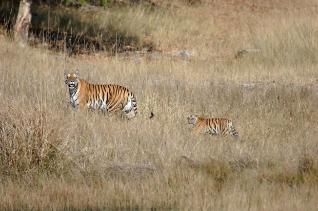 tiger in Bandhavgarh National Park, Madhya Pradesh, India