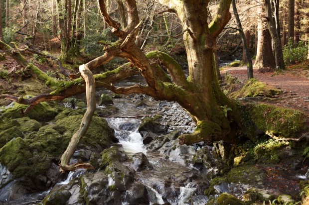 Tollymore Forest Park, Northern Ireland, United Kingdom