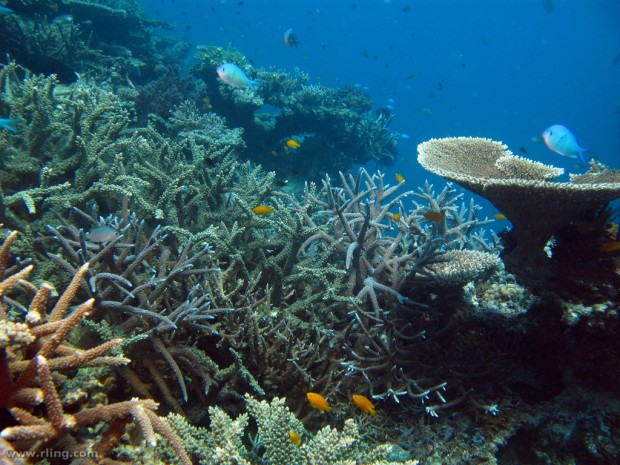 Acropora coral garden, Big Broadhurst Reef, Great Barrier Reef, Australia