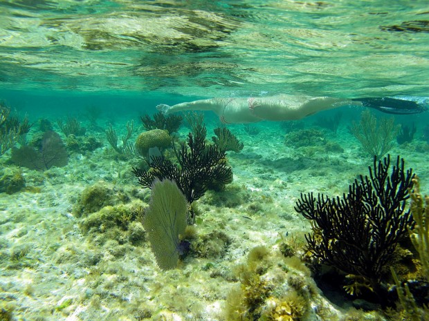 Andros Coral Reef, Bahamas