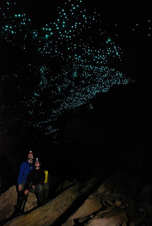 Waitomo Glowworm (3)