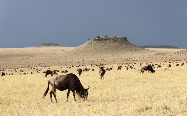  Masai Mara, Kenya 2 