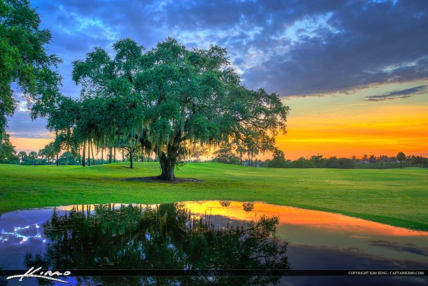 Oak at the golf course, North Palm Beach, Florida, USA