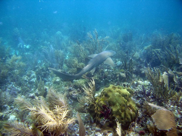 Petes Reef, Islamorada, Florida
