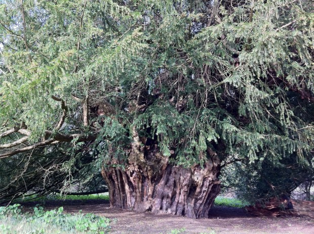 Ankerwycke Yew, Runnymede, Surrey, United Kingdom