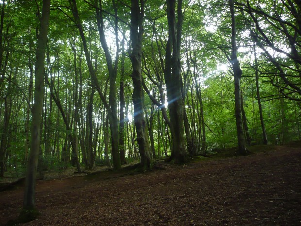 Shervage wood, Quantock Hills, Somerset, United Kingdom 2