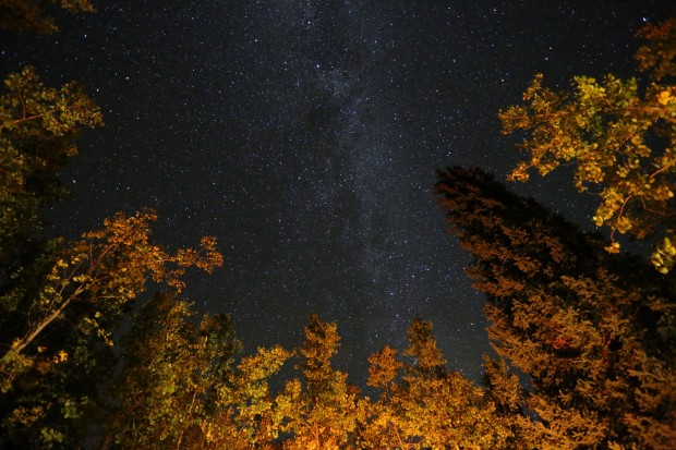 Aspen Fall Colors by campfire light, Colorado, USA