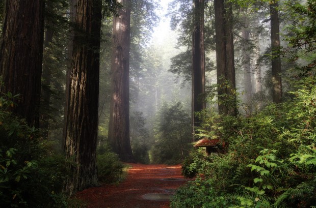 Redwoods National Park (1)