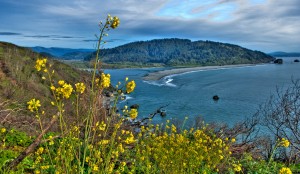 Redwoods National Park (3)