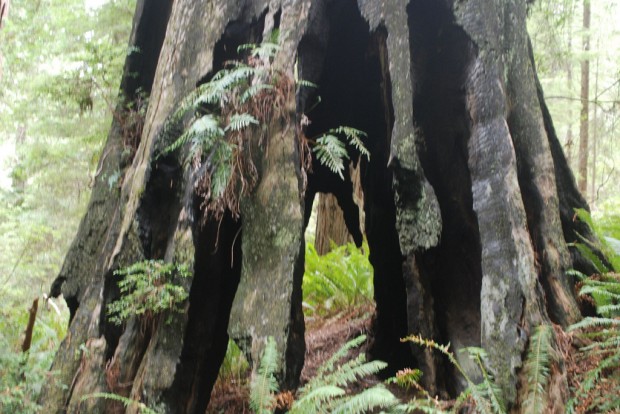 Redwoods National Park (5)