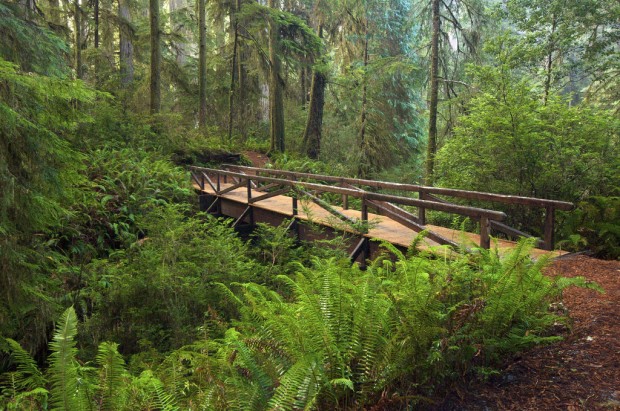 Redwoods National Park (7)