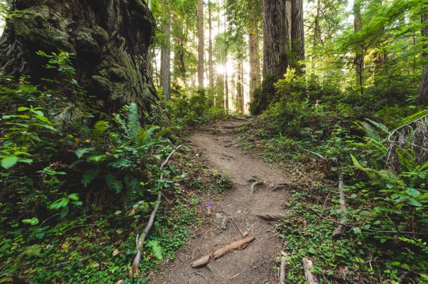 Redwoods National Park (8)