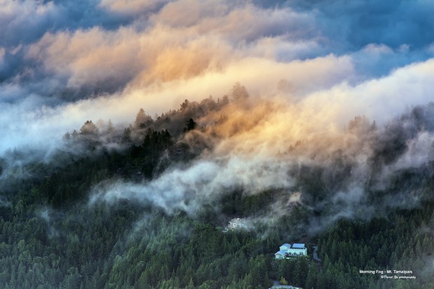 Morning Fog - Mt. Tamalpais, San Francisco, California