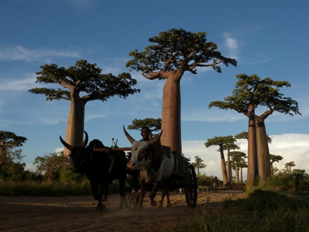 Madagascar (1)