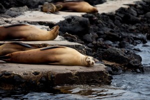 Galapagos Islands ( 3)