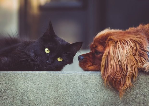 What It Is Like To Move House With Pets And How To Do It Right?