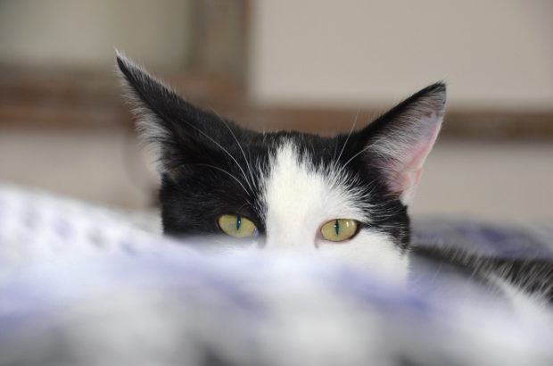 Tips When Planning to Have Photography As Your Hobby