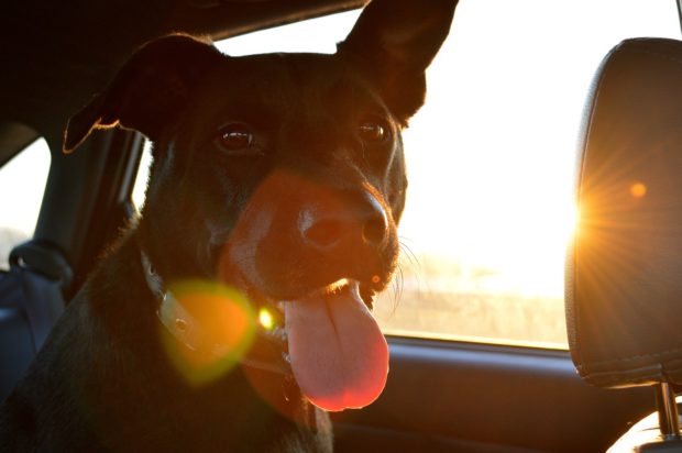 Top 4 Tips For Traveling With Pets