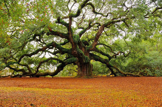 1500-year-old-Angel-Oak-in-Charleston-South-Carolina 40 Incredible Photos of Breathtaking Places