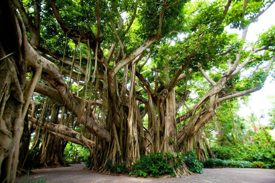Banyan-tree-Cypress-Gardens-FL 40 Incredible Photos of Breathtaking Places