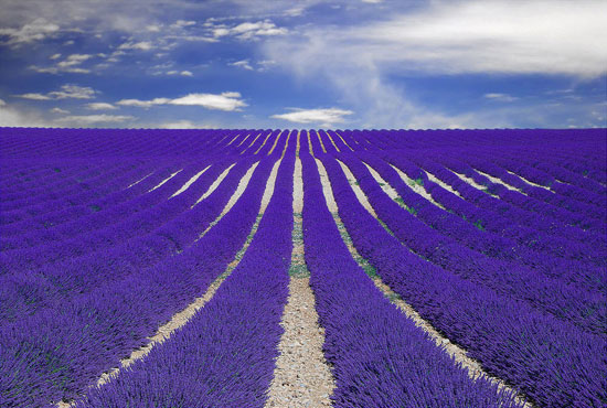 Fields-of-Lavender-in-Provence-France 40 Incredible Photos of Breathtaking Places