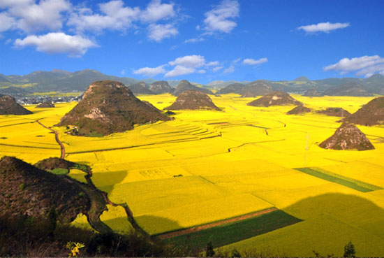 Flower-Ocean-in-China 40 Incredible Photos of Breathtaking Places