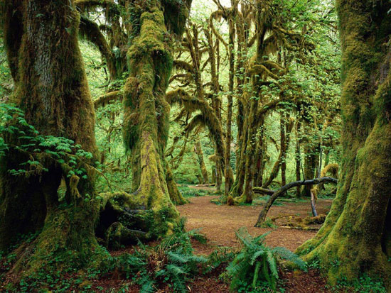 Hall-of-Mosses-Olympic-National-Park-Washington 40 Incredible Photos of Breathtaking Places