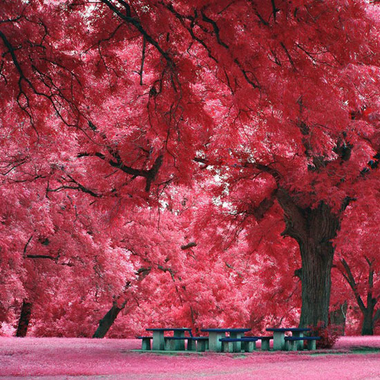 Japanese-Maple-Tree-Austin-TX 40 Incredible Photos of Breathtaking Places