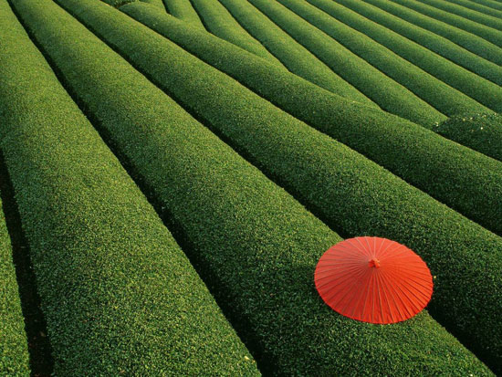 Japanese-Tea-Field 40 Incredible Photos of Breathtaking Places