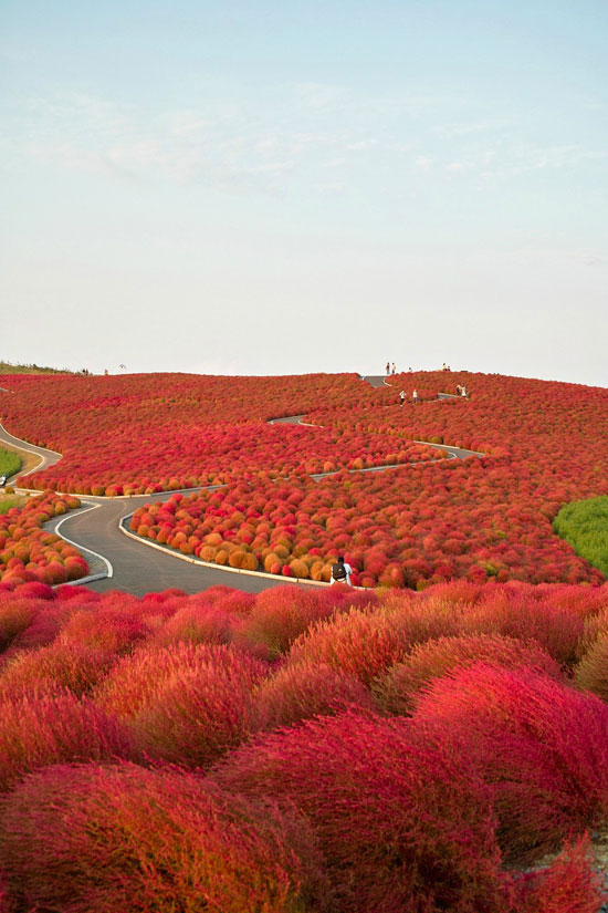Kochia-Hill-Hitachinaka-City-Japan 40 Incredible Photos of Breathtaking Places