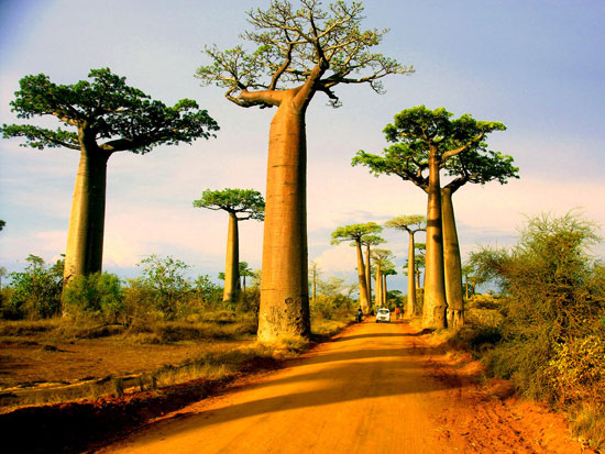 Morondava-Madagascar 40 Incredible Photos of Breathtaking Places