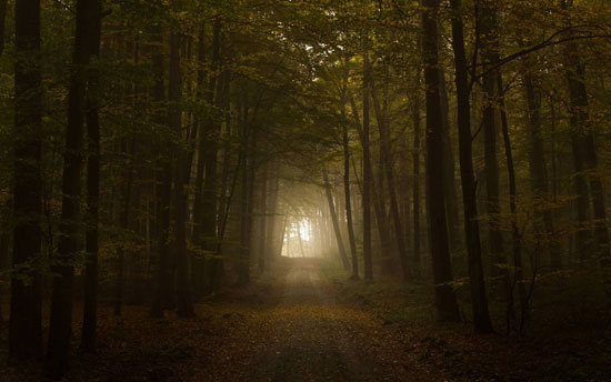 Path-in-the-woods 40 Incredible Photos of Breathtaking Places