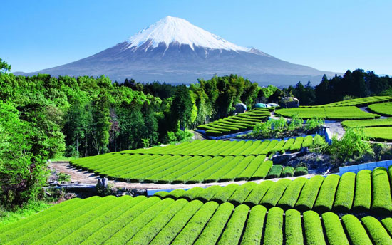 Tea-Garden-near-Mt.-Fuji-Japan 40 Incredible Photos of Breathtaking Places