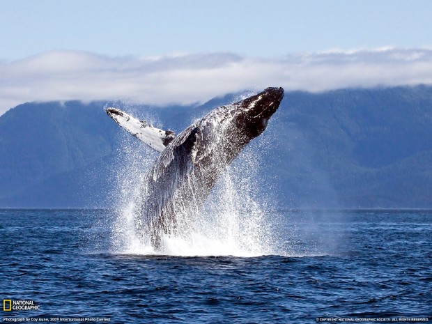 Valdes-peninsula-1-620x465 5 Places You Must Visit in Argentina