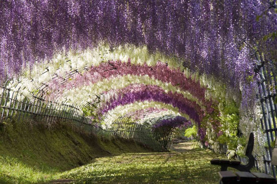 Wisteria-Tunnel1 40 Incredible Photos of Breathtaking Places