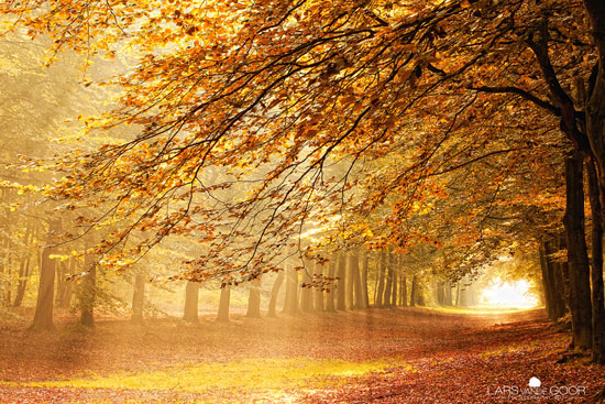 Woodlands-in-the-Netherlands 40 Incredible Photos of Breathtaking Places
