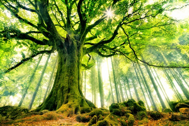 pontus-beech-620x413 40 Incredible Photos of Breathtaking Places