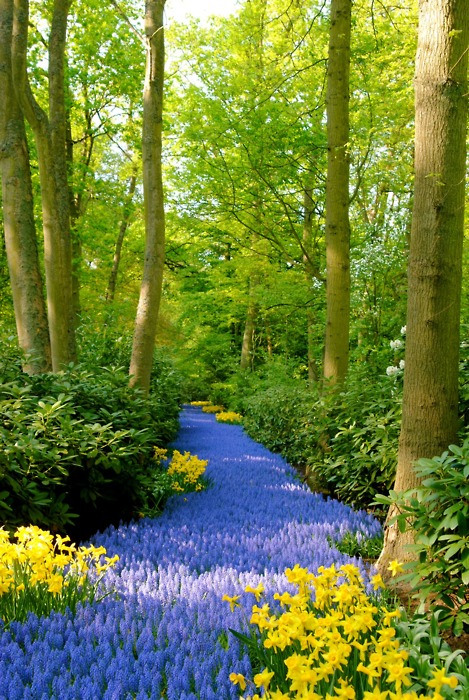 Blue-Path-Keukenhof-Gardens-Netherlands