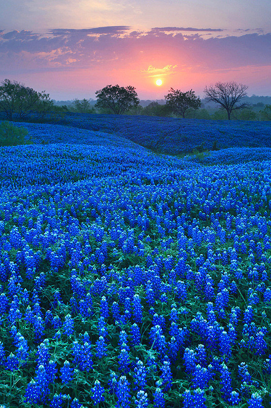Bluebonnet-Field-in-Ellis-County-Texas