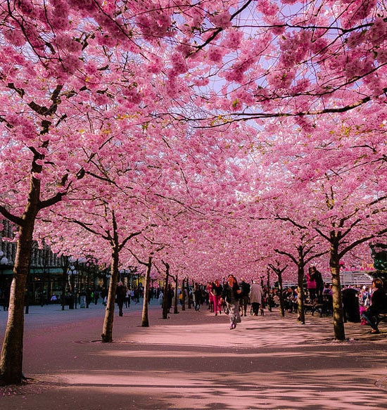 Cherry-Blossom-Avenue